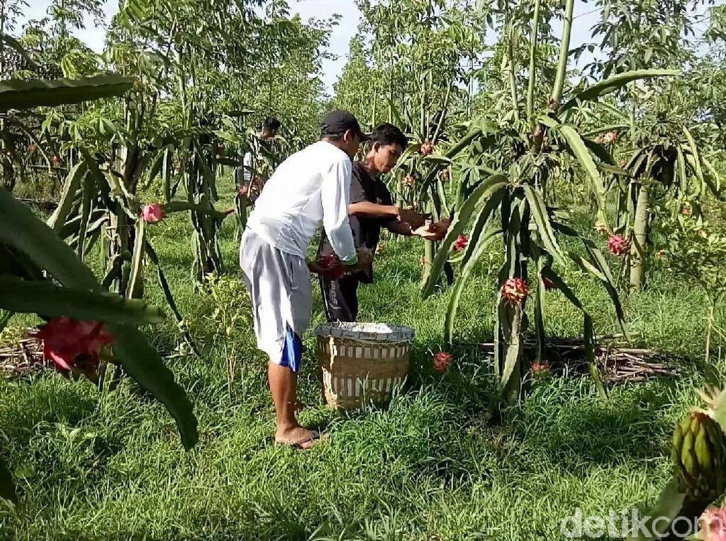 Harga Buah Naga di Banyuwangi Anjlok, Ini Penyebabnya Harga Buah Naga di Banyuwangi Anjlok, Ini Penyebabnya