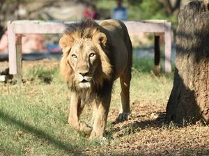 Singa dan Harimau di Taman Rimba Jambi Mati karena Sakit Singa dan Harimau di Taman Rimba Jambi Mati karena Sakit