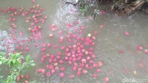 Harga Anjlok, Petani Buah Naga Buang Hasil Panen