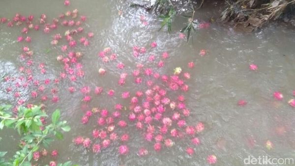 Harga Anjlok, Petani Buah Naga Buang Hasil Panen