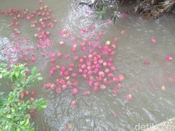 Buah Naga yang Dibuang Petani Ternyata Reject, Ini Buktinya