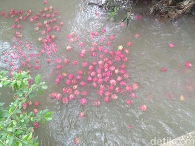 Harga Anjlok, Petani Buah Naga Buang Hasil Panen