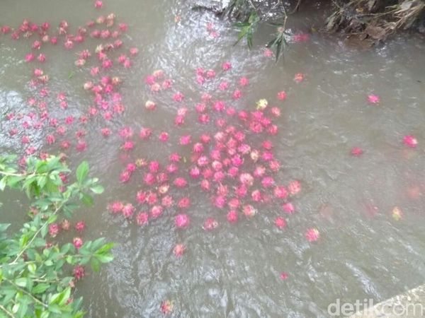 Harga Anjlok, Petani Buah Naga Buang Hasil Panen