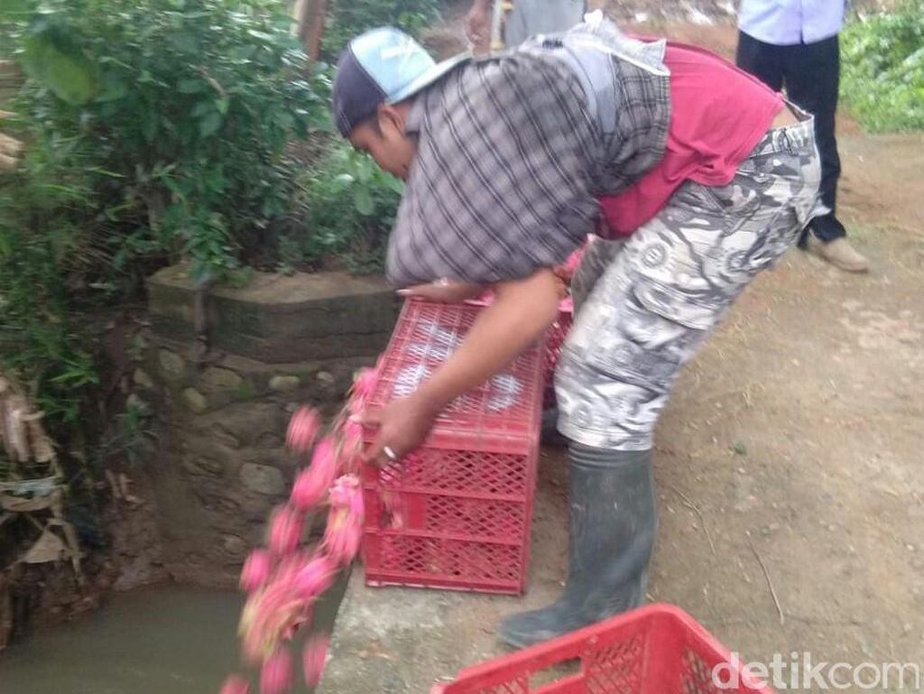 Terungkap, Buah Naga yang Dibuang Petani Ternyata Reject Terungkap, Buah Naga yang Dibuang Petani Ternyata Reject