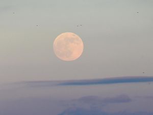 Ada Gerhana Bulan di 17 Juli, Kemenag Ajak Umat Islam Salat Khusuf