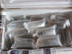 TNI AL di Batam Gagalkan Penyelundupan Baby Lobster Senilai Rp 46 M