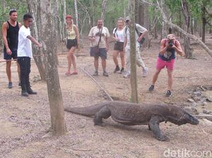 Berapa Sih Pendapatan Taman Nasional Komodo Tiap Tahun? Berapa Sih Pendapatan Taman Nasional Komodo Tiap Tahun?
