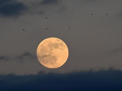 Ada Peristiwa Wolf Moon di Bulan Januari 2025, Cek Jadwalnya!