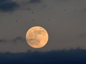 Ada Peristiwa Wolf Moon di Bulan Januari 2025, Cek Jadwalnya! Ada Peristiwa Wolf Moon di Bulan Januari 2025, Cek Jadwalnya!