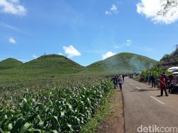 Bukit Teletubbies Juga Ada di Gunungkidul, Begini Penampakannya