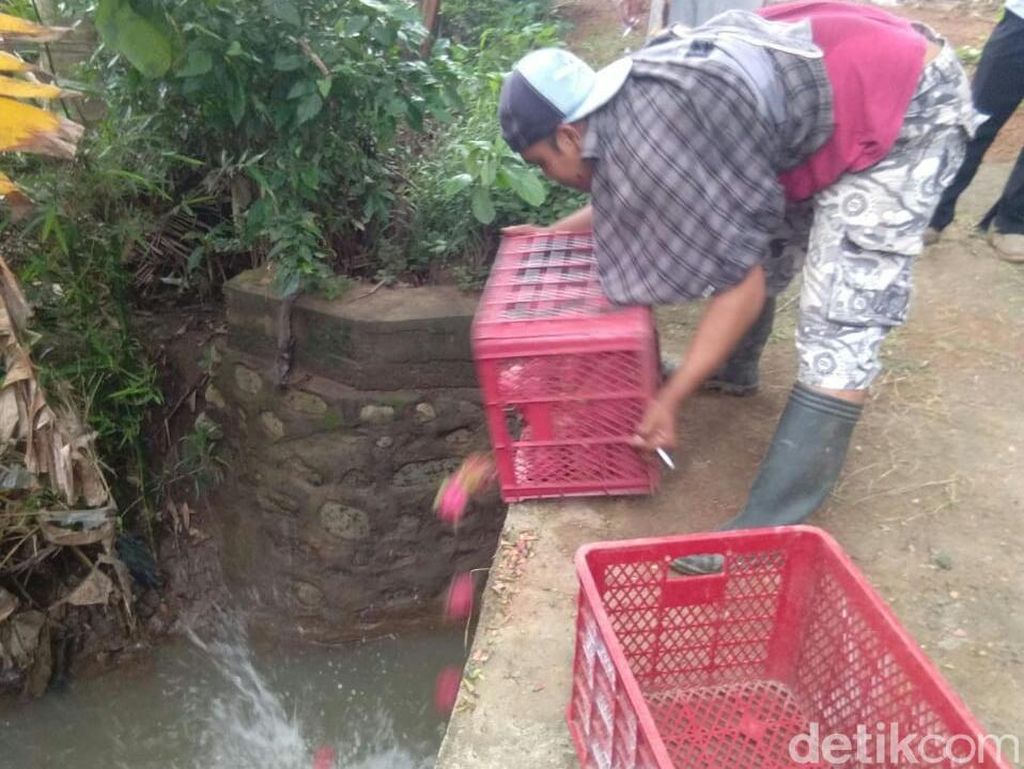 Harga Anjlok hingga Rp 1.500/Kg, Petani Buang Buah Naga ke Sungai Harga Anjlok hingga Rp 1.500/Kg, Petani Buang Buah Naga ke Sungai