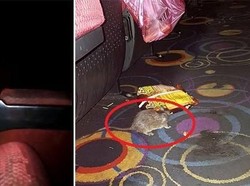 Hiii! Tikus Ini Berkeliaran Dalam Bioskop untuk Endus Makanan