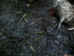 8 Kambing Warga Pasuruan Mati Mendadak Diduga Diserang Hewan Buas