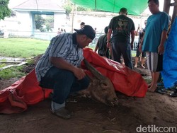 Salah Satu Kerbau Bule Pusaka Keraton Surakarta Mati Karena Sakit