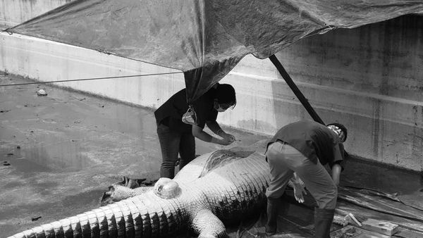 Melihat Nekropsi Buaya 660 Kg Pemakan Orang