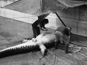 Melihat Nekropsi Buaya 660 Kg Pemakan Orang Melihat Nekropsi Buaya 660 Kg Pemakan Orang