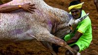 Momen Menegangkan Saat Banteng Mengamuk di Festival Jallikattu