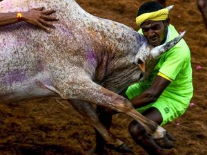 Momen Menegangkan Saat Banteng Mengamuk di Festival Jallikattu