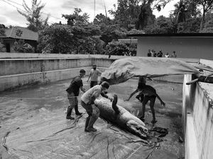 Polisi akan Periksa WN Jepang Pemilik Buaya 660 Kg Pemakan Manusia Polisi akan Periksa WN Jepang Pemilik Buaya 660 Kg Pemakan Manusia