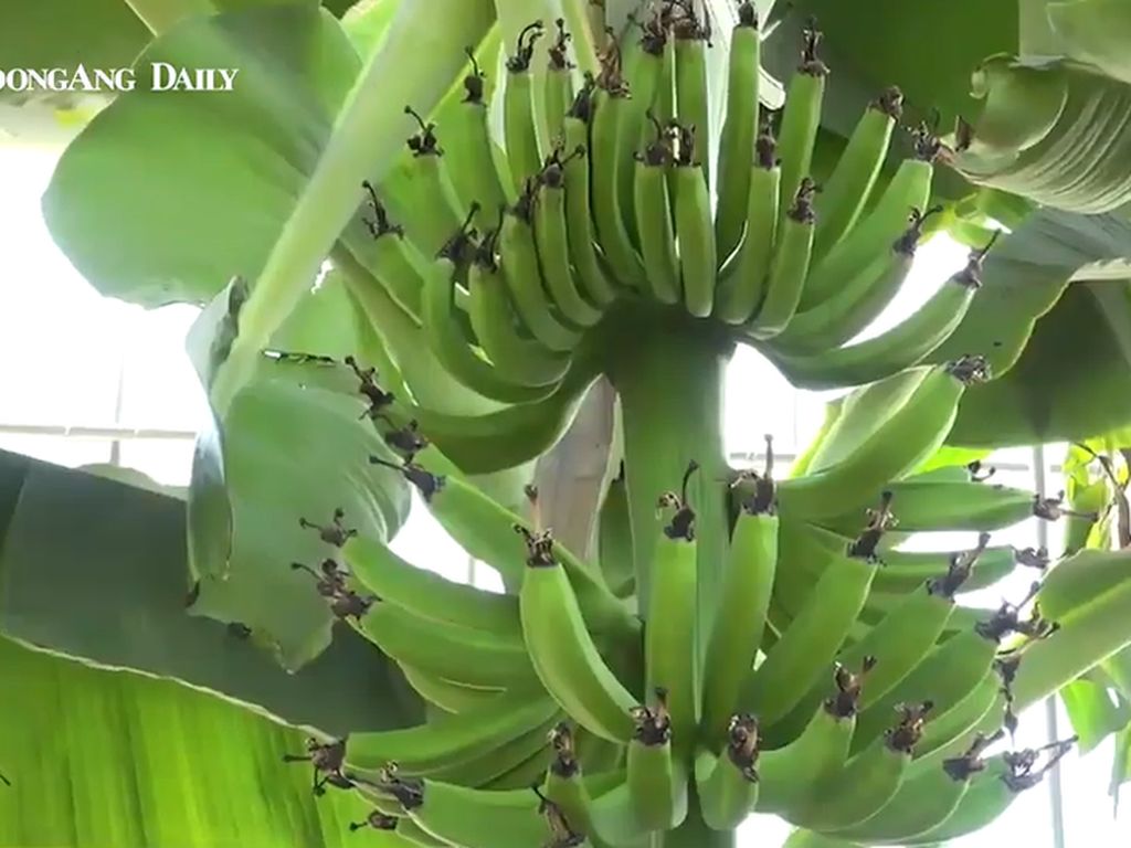 Gara-gara Perubahan Iklim, Korsel Bisa Jadi Produsen Pisang dan Mangga Gara-gara Perubahan Iklim, Korsel Bisa Jadi Produsen Pisang dan Mangga