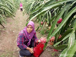 Harganya Anjlok, Buah Naga Mulai Ditinggalkan Petani Banyuwangi