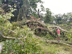 Bruk, Pohon Bunut Ikon Wisata Astana Gede Kawali Ciamis Tumbang