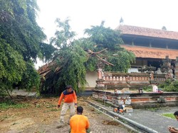 Beringin di Rumah Dinas Gubernur Bali Tumbang