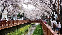 Foto: Gyeongnam, Destinasi Anti Mainstream Korea Selatan