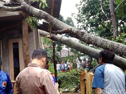 Pohon Tumbang Timpa Rumah di Sukabumi, Penghuni Luka Ringan