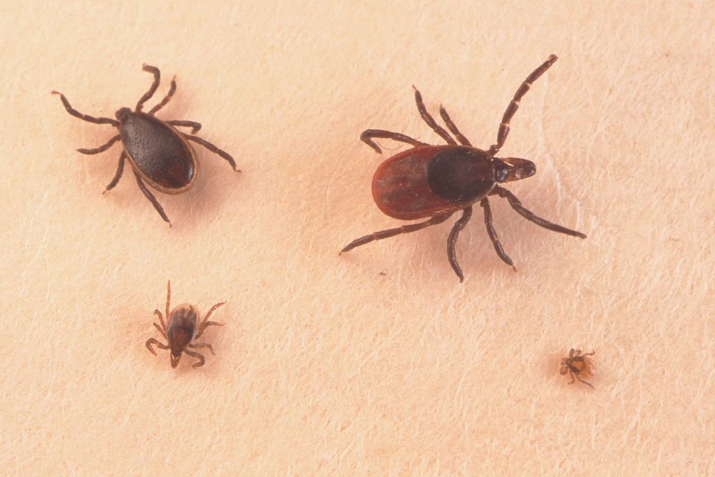 390650 03: A Close Up Of An Adult Female And Nymph Tick Is Shown June 15, 2001 On A Fingertip. Ticks Cause An Acute Inflammatory Disease Characterized By Skin Changes, Joint Inflammation, And Flu-Like Symptoms Called Lyme Disease.  (Photo By Getty Images)