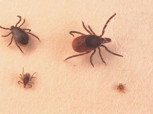 Punya Gejala Mirip COVID-19, Tick Borne Juga Mewabah di Negara Ini Punya Gejala Mirip COVID-19, Tick Borne Juga Mewabah di Negara Ini