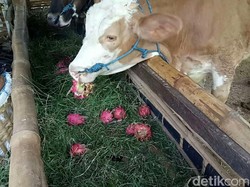Video Ramai Kabar Buah Naga Jadi Pakan Sapi karena Harga Anjlok