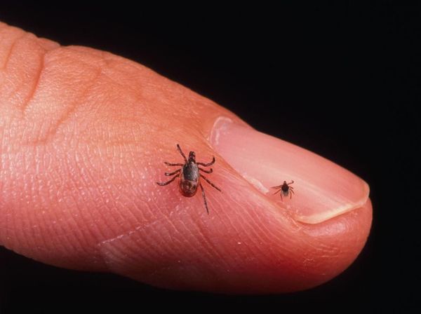 Potret Kutu Pengisap Darah yang Gigitannya Bisa Bikin Kamu Alergi Daging