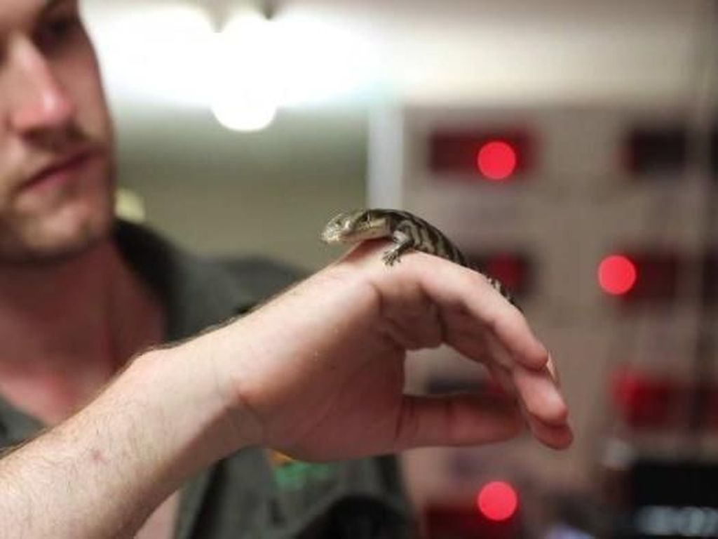 Kadal Langka Berlidah Biru Berkepala Dua Ditemukan di Australia Kadal Langka Berlidah Biru Berkepala Dua Ditemukan di Australia