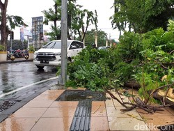 Petugas Pangkas Pohon Tumbang Akibat Angin Kencang di Surabaya
