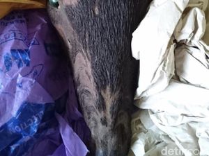 Polisi Tangkap Penjual Kambing Hutan di Sumbar