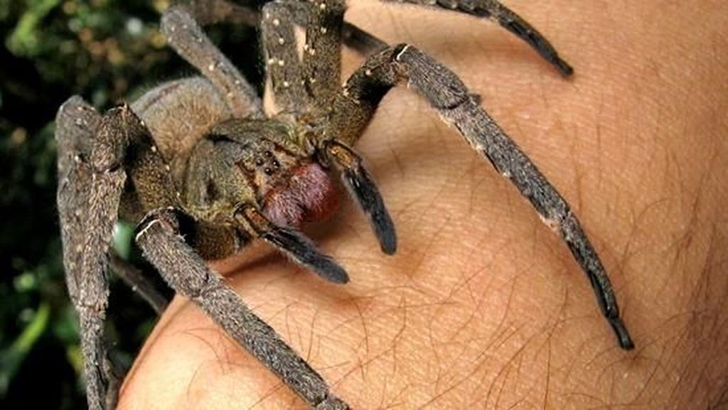 Potret Laba-laba yang Gigitannya Bisa Bikin Penis Tidak Berhenti Ereksi