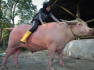 Foto dengan Kerbau Albino, Gadis Manis Ini Jadi Viral