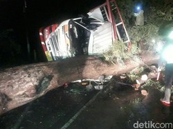 Pohon Tumbang di Situbondo Timpa Truk dan Mobdin Pemkab Banyuwangi