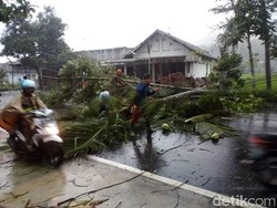 Angin Kencang Tumbangkan Pohon dan Padamkan Listrik di Pacitan