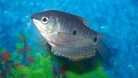 7 Jenis Ikan yang Paling Bisa Diandalkan untuk Berantas Jentik Nyamuk