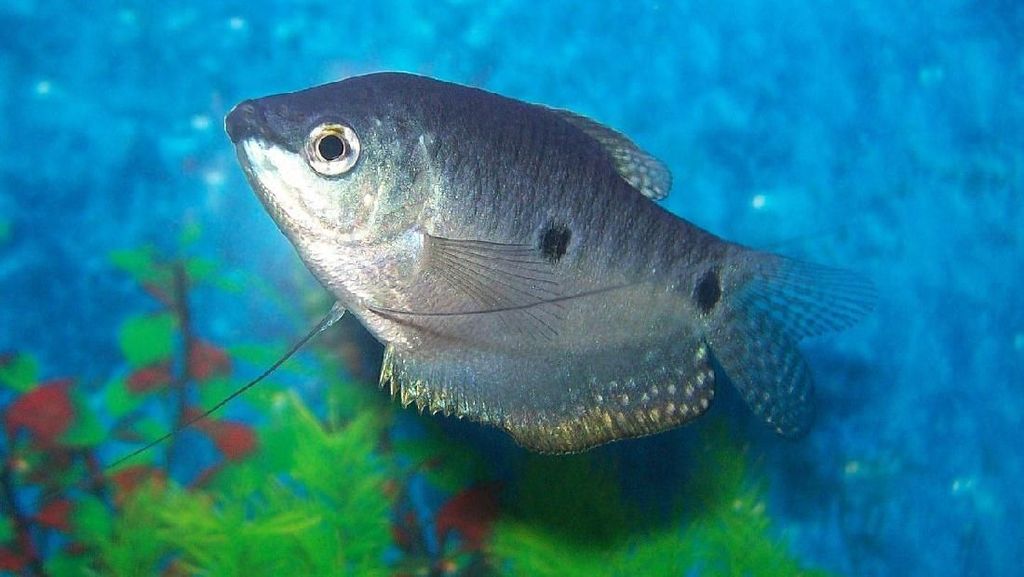 7 Jenis Ikan yang Paling Bisa Diandalkan untuk Berantas Jentik Nyamuk