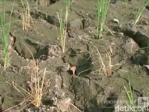 Video Sawah di Subang Kekeringan saat Musim Hujan, Kok Bisa?