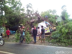 Pohon Beringin Tumbang Timpa 3 Kios di Kudus