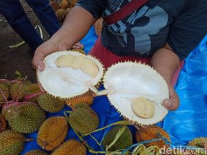 Garing Legit Durian Wajit Khas Pangandaran Jadi Buruan Pencinta Durian Garing Legit Durian Wajit Khas Pangandaran Jadi Buruan Pencinta Durian