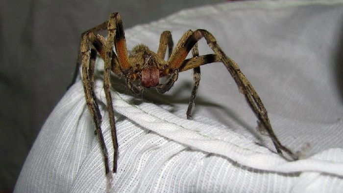 Ilustrasi laba-laba. Foto: Wikimedia Commons Ilustrasi laba-laba. Foto: Wikimedia Commons