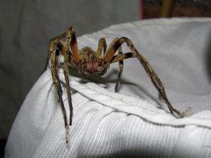 Dokter Keluarkan Laba-Laba Berbisa dari Telinga Wanita Ini