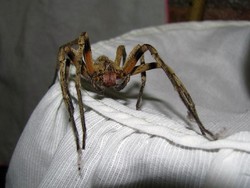 Dokter Keluarkan Laba-Laba Berbisa dari Telinga Wanita Ini