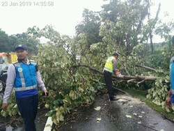 Hujan Deras, Sejumlah Pohon juga Tumbang di Jalan Tol Sidoarjo