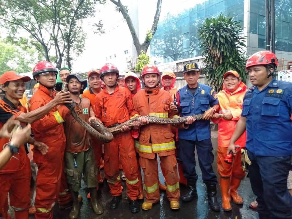 Ular Sanca 3,5 Meter Ditemukan di Saluran Air di Pancoran Ular Sanca 3,5 Meter Ditemukan di Saluran Air di Pancoran